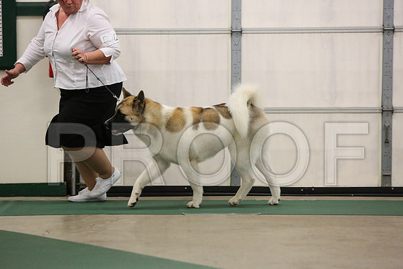 akita-5508