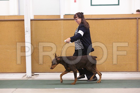 Dobe-1904