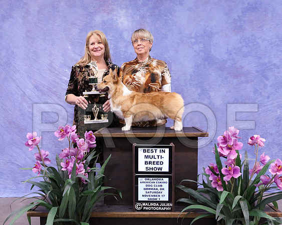 CorgPW-4398
