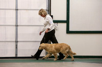 Golden Retriever Ring Sat S2 LR Norman Nov 2012