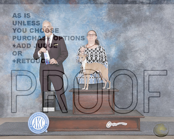 Italian Greyhound #7 Sat WD BOW M NCH Judge Dale MartensonItalian Greyhound #7 Sat WD BOW M NCH Judge Dale Martenson_WP_0308e-Centex Belton 2025-HR3