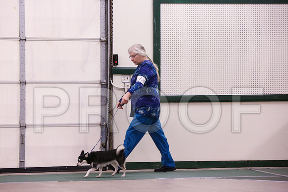 Klee Kai-4194