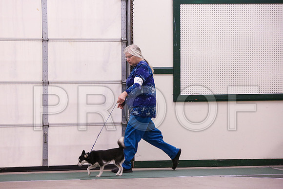 Klee Kai-4195
