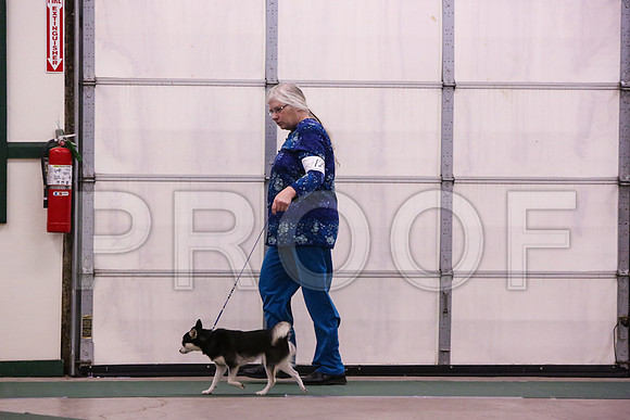 Klee Kai-4202