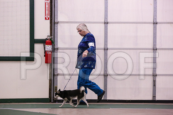 Klee Kai-4204