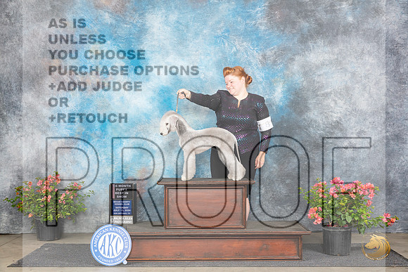 Bedlington Terrier #8 Sat BPIS Judge Wendy G Willhauck__JP_4783_San Antonio_2024_HR3
