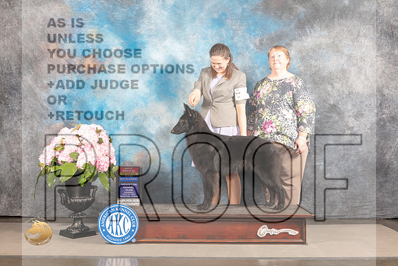 Belgian Sheepdog #7 Thur WDBOWBOS Judge John Wade_MJ_7013_Houston_2022_HR3