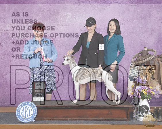 Whippet #5 Sat BOS Debbie MelgreenWhippet #5 Sat BOS Debbie Melgreen_WP_1907e-Glen Rose 2026-HR3