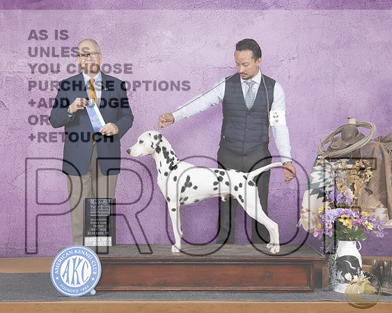 Dalmatian #7 Sun WD BOW M NCH Judge David FitzpatrickDalmatian #7 Sun WD BOW M NCH Judge David Fitzpatrick_WP_3150e-Glen Rose 2026-HR3