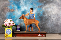 Rhodesian Ridgeback #27 WED WD Judge Richard Nance