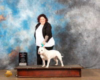 American Bully #235 Sun2 BF Judge Matthew Proctor