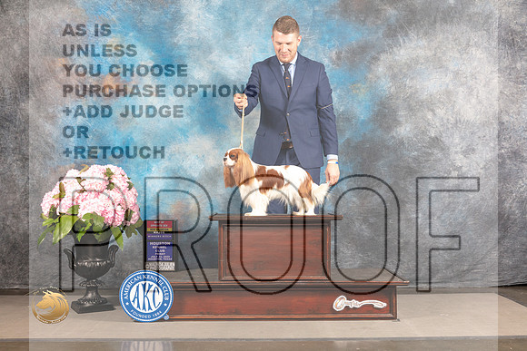 Cavalier King Charles Spaniel #20 FRI WB BOS NCH Major Judge Ken Murray_MJ_5873_Houston_2022_HR3