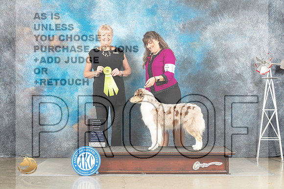 Australian Shepherd #12 Fri OHRBIS Judge Debra Thornton_MJ_4267_Amarillo_2022_HR3