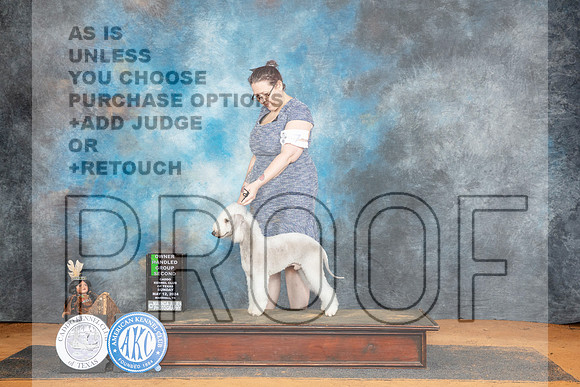 Bedlington Terrier #7 Sun OHG2 Judge Denise Dean__JP_8815_MARSHALL_2024_HR3