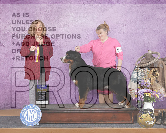 Bernese MountianDOg #8 Sun BOB Judge Janice McClarry-_WP_3371e_Glen Rose 2026-HR3