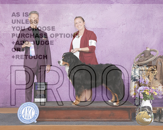 Bernese Mountian Dog #16 Sat WB Judge Duff Harris-_WP_1915e_Glen Rose 2026-HR3