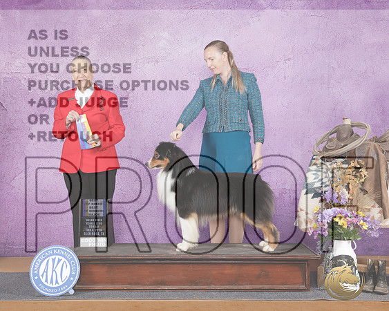 Australian Shepherd #11 Sun BOB BOW WD M Judge Carolyn Herbel-_WP_3104e_Glen Rose 2026-HR3