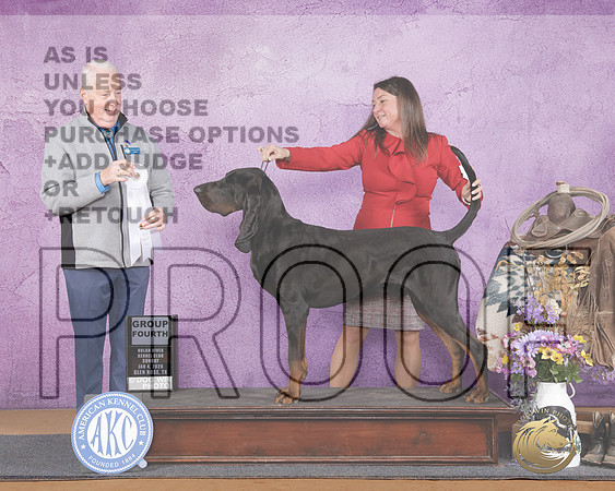 Black and Tan Coonhound #5 Sun G4 Steve Keating -_WP_3728e_Glen Rose 2026-HR3