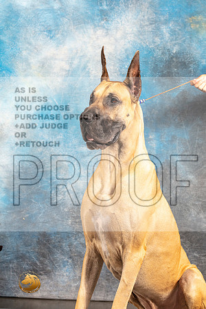 Great Dane #11 SAT CUSTOM_MJ_6265_Houston_2022_HR3