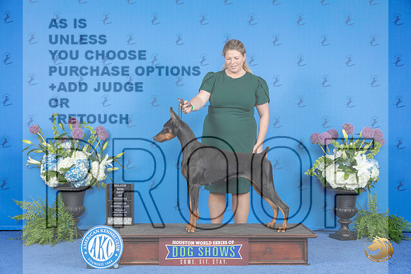 Doberman #28 THUR BOW M Judge Douglas Johnson__JP_8205_Houston_2024_HR3