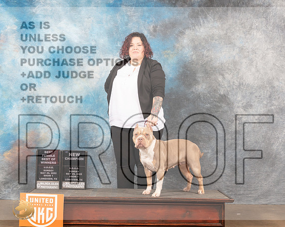 American Bully #236 Sun1 Ch Judge Sonia YearwoodMMJ_5828_Lngvw2022HR3