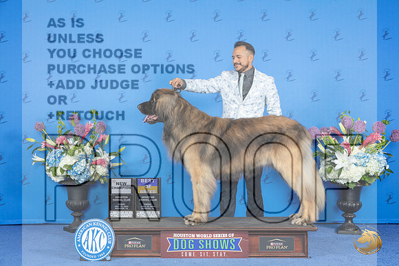 Leonberger #7 FRI BOB NC Judge Ronald Freeman__JP_9407_Houston_2024_HR3