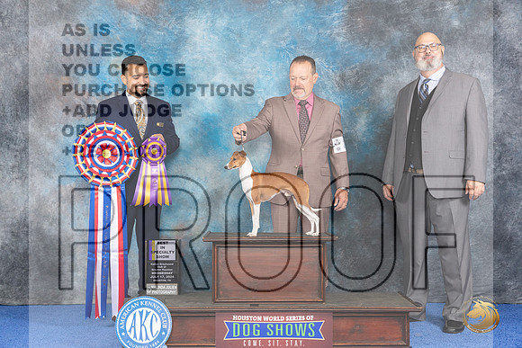 Italian Greyhounhd #25 WED BOB Judge Joao Machado__JP_6623_Houston_2024_HR3