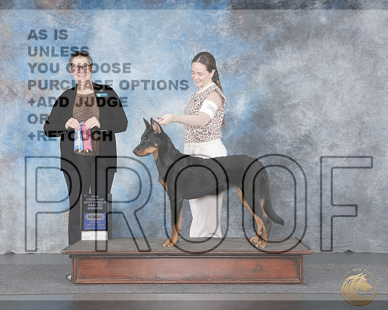 Beauceron #369 Sun BOW WB NC Judge Polly Drake-Jones RBeauceron #369 Sun BOW WB NC Judge Polly Drake-Jones R_WP_4317e-UDOG Longview TX Jan 2026-HR3