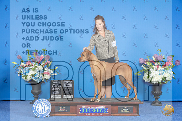 Rhodesian Ridgeback #32 SAT WB NBGC Judge Douglas Johnson__JP_0123_Houston_2024_HR3
