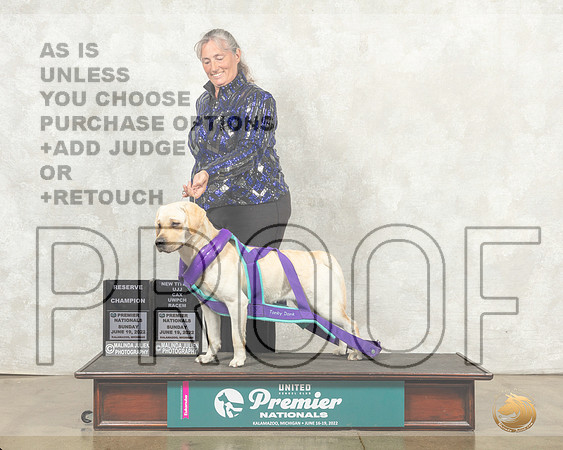 Labrador Retriever #216 Sun RCh Judge Jeanne Heger__MJ_9447_Premier_2022_HR3