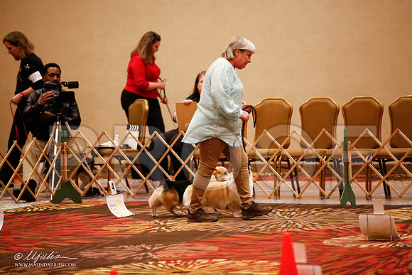 _JJ_7768-HstnCorgiFeb2015-HR3