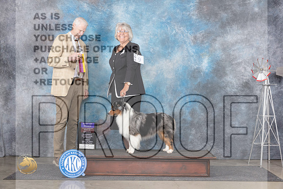 Miniature American Shepherd #9 Fri BOB Judge Jon Cole__JP_5371_Amarillo_2024_HR3