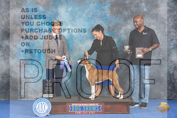 Boxer #26 WED WB BW M Judge Douglas Johnson__JP_7290_Houston_2024_HR3