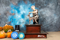 Italian Greyhound #14 Sun BOW Judge Shelley Hennessey