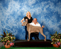 Weimaraner #15 CUSTOM Joyce Elliott Lester