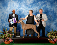 Weimaraner #18 Thurs WB James Moore Cindy Judge Eugene Blake