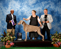 Weimaraner #19 Thurs WD Griffin Carolym & William & Cindy James Moore Judge Eugene Blake