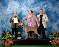 Weimaraner #9 Thurs BISweeps McKnight Hohlly & Michael Stweeart & Jim & Tanya Krewtz Judge Eugene Blake