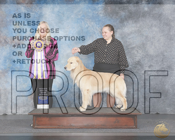 Golden Retriever #111 Fri RBIS Alt Judge Katherine Short Golden Retriever #111 Fri RBIS Alt Judge Katherine Short _WP_4357e-UDOG Longview TX Jan 2026-HR3
