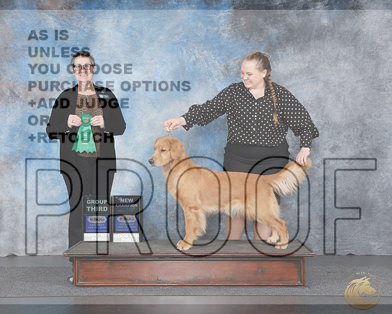 Golden Retriever #108 Sat Sh1 NC G3 Polly Dake-JonesGolden Retriever #108 Sat Sh1 NC G3 Polly Dake-Jones_WP_4370e-UDOG Longview TX Jan 2026-HR3