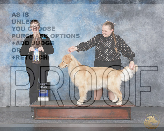 Golden Retriever #122 BM Sat Sh1 Judge Polly Dake-JonesGolden Retriever #122 BM Sat Sh1 Judge Polly Dake-Jones_WP_4381e-UDOG Longview TX Jan 2026-HR3