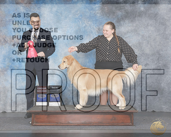 Golden Retriever #115 Sun Gp1 NC Judge Joao Machado Golden Retriever #115 Sun Gp1 NC Judge Joao Machado _WP_4338e-UDOG Longview TX Jan 2026-HR3