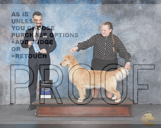 Golden Retriever #124 Sun Sh1 BF Judge Joao MachadoGolden Retriever #124 Sun Sh1 BF Judge Joao Machado_WP_4379e-UDOG Longview TX Jan 2026-HR3