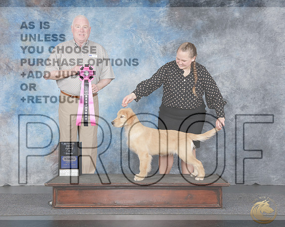 Golden Retriever #106 Fri RBIS Judge Rick GannGolden Retriever #106 Fri RBIS Judge Rick Gann_WP_4348e-UDOG Longview TX Jan 2026-HR3