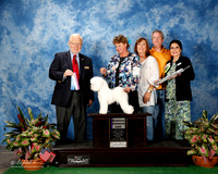 Bichon Frise #7 Thurs RWD Wright Kurt Paulette Rollins Barbara L Judge Gerard C Penta