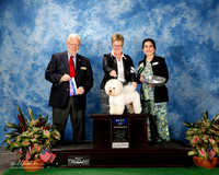 Bichon Frise #9 Thurs BOW WD Myra Wotton Agent Kayley Kovar Judge Gerard C Penta