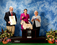 Scottish Terrier #21 Thurs BISweeps Bolen Pat Linda & Adrian Sanchez Judge Michael Krolewski
