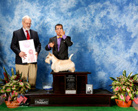 Scottish Terrier #6 Thurs BOS to BISweeps Mark Labonte Judge Michael Krolewski