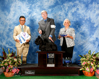 Scottish Terrier #8 Thurs BOW WB Maj Carla Lacoe & Tom Langham Jr Judge Joseph F Pendon