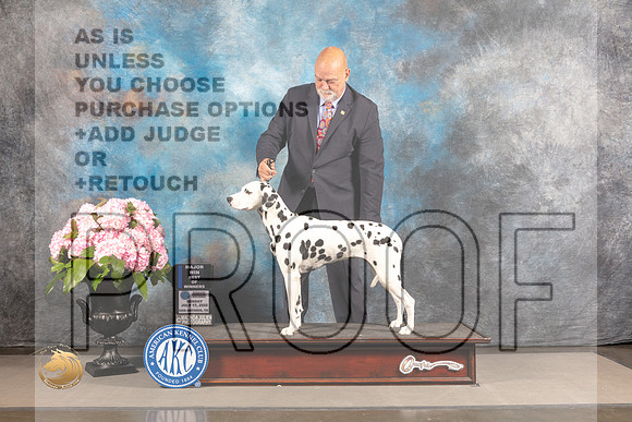 Dalmatian #28 SUN WB BW Major Judge Alan Odom *R*_MJ_5651_Houston_2022_HR3